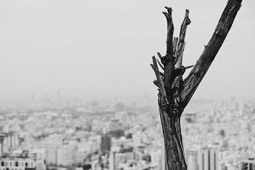 tree stump grayscale photo of tree branch art